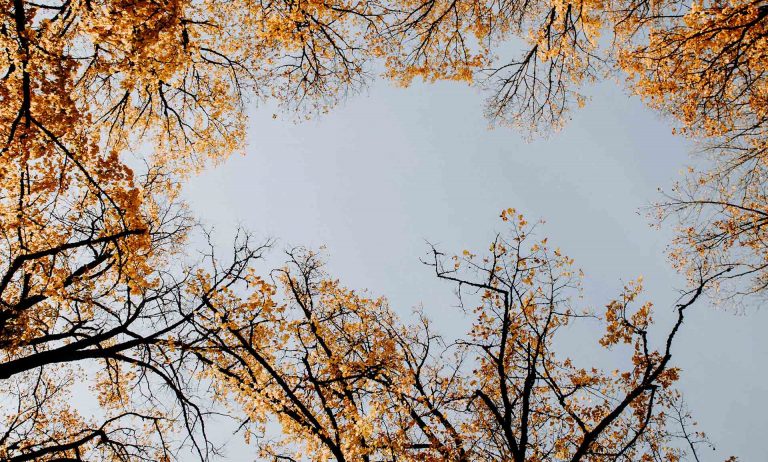 The Law of Perception