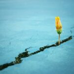 Young,Sprout,Of,Flower,Growing,Between,Cracks,On,Asphalt,Floor