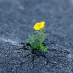 Breakthrough Mindset: How Spiritual Discipline Leads to Success. Shrubby,Cinquefoil,(potentilla,Fruticosa),Seems,To,Break,Through,Asphalt