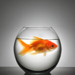 Studio,Shot,Of,A,Big,Fish,In,Small,Bowl