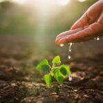 Hand,Is,Pouring,Water,On,A,Small,Plant.,Concept,Of